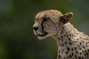 Close-up of female cheetah looking for prey