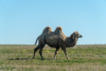 two-humped camel in nature