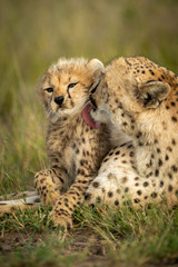 Close-up van vrouwelijke cheetah die jonge welp likt