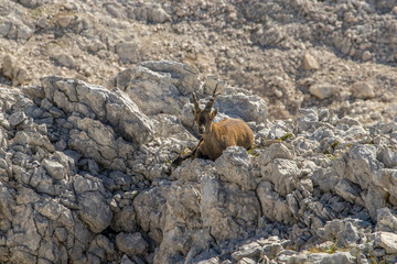 Obraz premium Female ibex resting in high alps