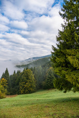 Carpathians mountain range in foggy morning