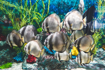 Longfin batfish fishes swimmin around the ocean aquarium tank in Phu Quoc , Vietnam