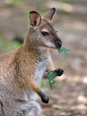 Closeup wallaby of Bennet, or Red-necked wallabies (Macropus rufogriseus) eating leaves