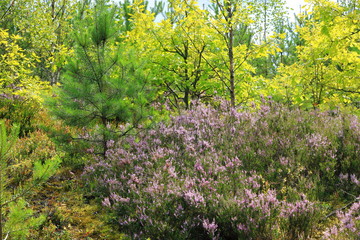 Beautiful natural forest view with heather on the foreground