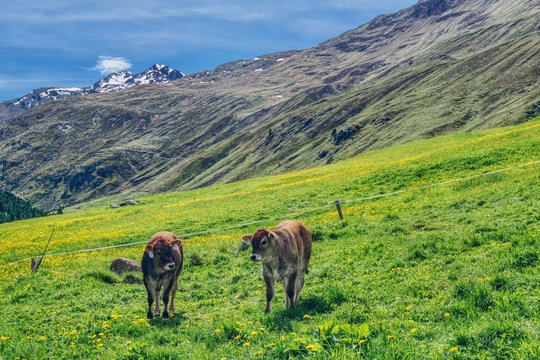 dwa cielęta rasy tyrolskiej szarej pasące się na alpejskim pastwisku, pasące się bydło górskie w austriackich Alpach, lato w Alpach, na szczytach śnieg w dolinach bujne zielone łąki
