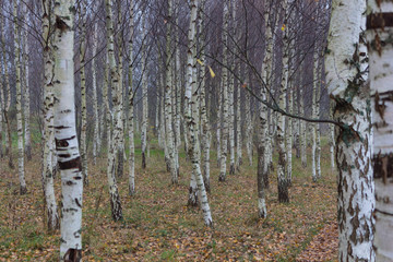 Autumn birch grove in the fog: background of many trunks of birch trees