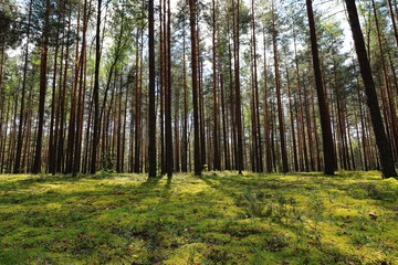 The view of wild natural forest at the sunny day