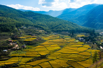 Bhutan Paro Paddy field © Forbitious