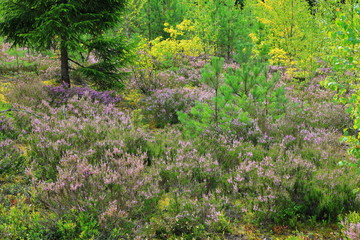 Beautiful natural forest view with heather on the foreground