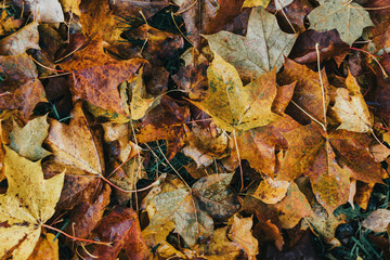 Autumn leaf background