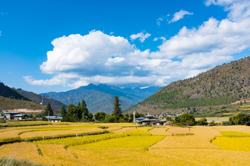 Bhutan Paro Paddy field