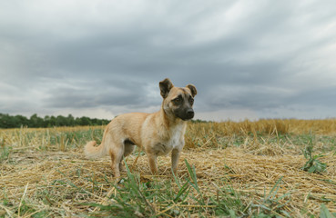 Photo of little mongrel dog on autumn field, looking away. Pets Cotnept.