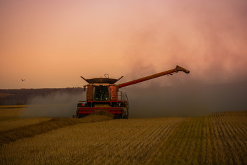 Fototapeta premium Harvester On the Prairies Bringing in a Crop 