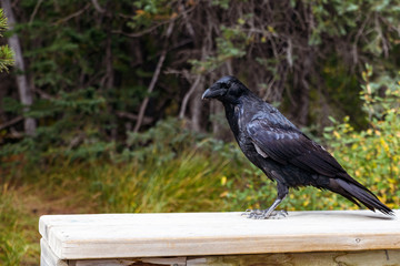 crow 