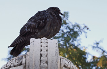  Pigeon inn and park in the background