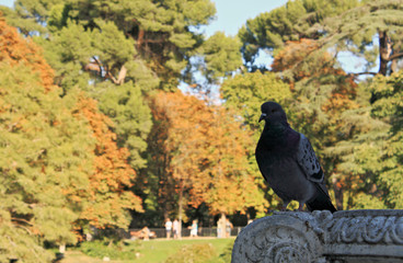  Pigeon inn and park in the background