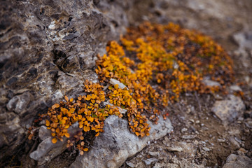lichen on rock
