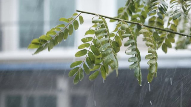 4K : Heavy rain, trees and residential house in the village.