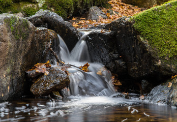 Las hojas caídas de otoño bordean el arroyo de Sestil del Maíllo, en el Puerto de Canencia. Parque Nacional de la Sierra de Guadarrama. Comunidad de Madrid. España