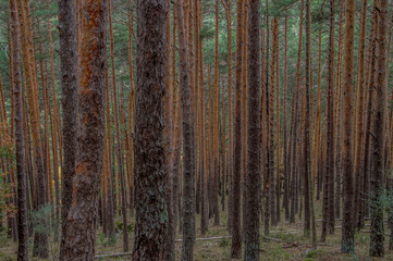 Un bosque de pinos en el Puerto de Canencia. Parque Nacional de la Sierra de Guadarrama. Comunidad de Madrid. España