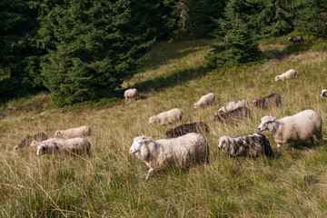 Obraz premium herd of sheep