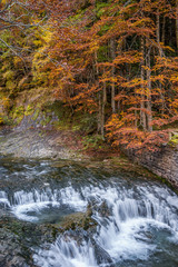 Los colores de oto&ntilde;o en las hojas del bosque de hayas  que acompa&ntilde;a al r&iacute;o Arazas en el Parque Nacional de Ordesa y Monte Perdido. En los Pirineos de Huesca. Arag&oacute;n. Espa&ntilde;a