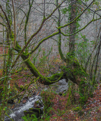 Un haya cubierto de musgo en la Ruta del Alba, en el Parque Natural de Redes. Asturias. España