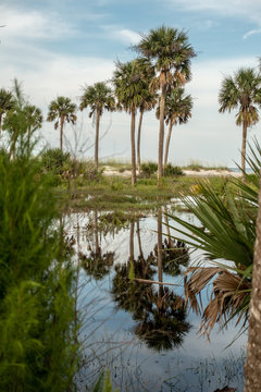 reflections of palm trees on hunting island south carolina © digidreamgrafix