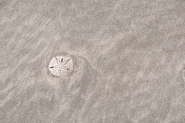 sand dollar