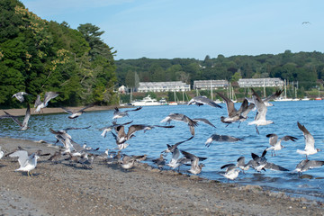 seagulls over Greenwich Bay Harbor Seaport in east greenwich Rhode Island