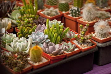 Rare tropical plants in pots on the table. Small flowerpots in the nursery. Exclusive mini plants.