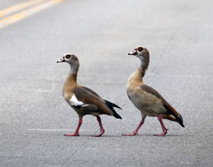 Two Egyptian geese, a male and female with buff, brown, and white feathers, pink legs, and dark brown eye patches, are strolling across a gray road.  Egyptian geese mate for life.