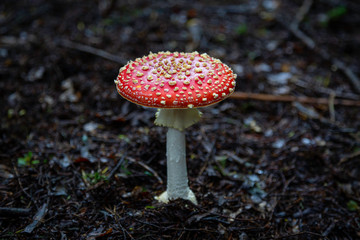 fly agaric in woodland. Amanita muscaria or Fly Aminita. 