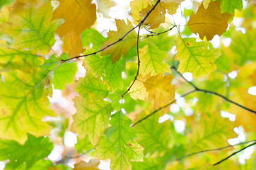 oak yellow and orange leaves in autumn