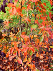 Background with autumn leaves in bright and intensive Indian Summer colors