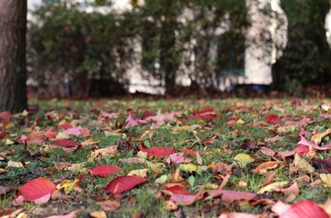 Fototapeta premium Closeup of colorful autumn leaves in the city park with copy space