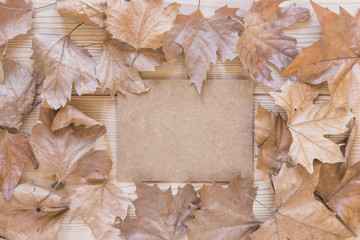 Cardboard between dry leaves