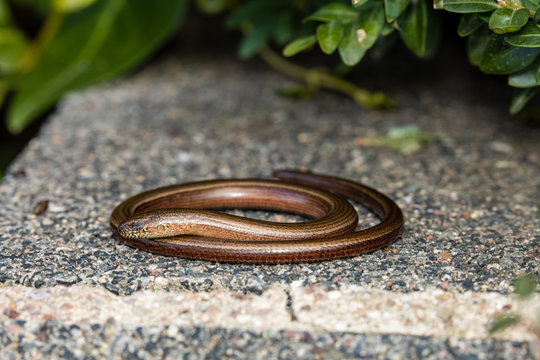 Blindworm and Snake in the nature