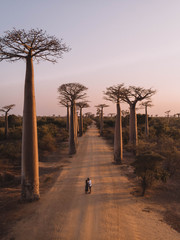 Fototapeta na wymiar Avenue of baobabs, Madagascar