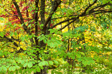 Fototapeta premium colorful autumn forest trees in magical colors