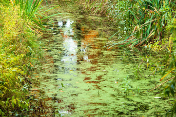 drain in the fall in the forest with grass