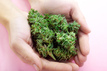 Naklejka na ściany i meble Close up of ak-47 strain medical marijuana buds in hand,cannabis buds in beautiful female hands