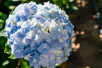 Hydrangea flower in the garden, close-up.