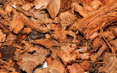 Closeup of The spathe coconut on floor