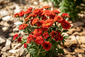 Red Flower on a Fall Day