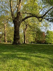 Naklejka premium trees in the park