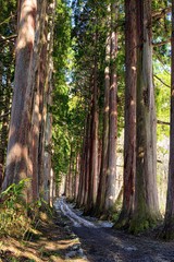 長野県・春の戸隠神社の杉並木