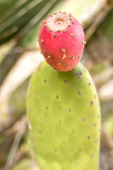 Red prickly pear hanging on the cactus.