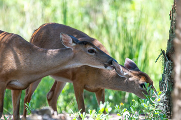 white tail doe deer in forest