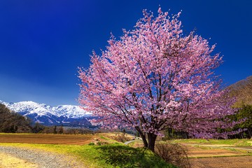 長野県・白馬村 春の野平の一本桜の風景 © w.aoki